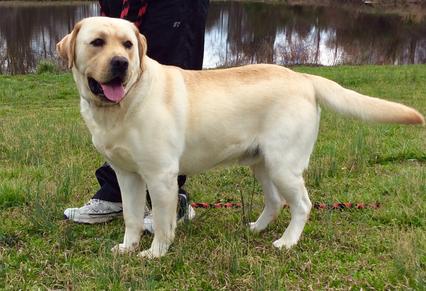 Dondees Si | Yellow Labrador Retriver