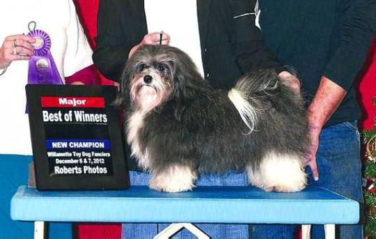 DANDY DAISEY WARRIOR JOCKEY SMURF | Havanese 