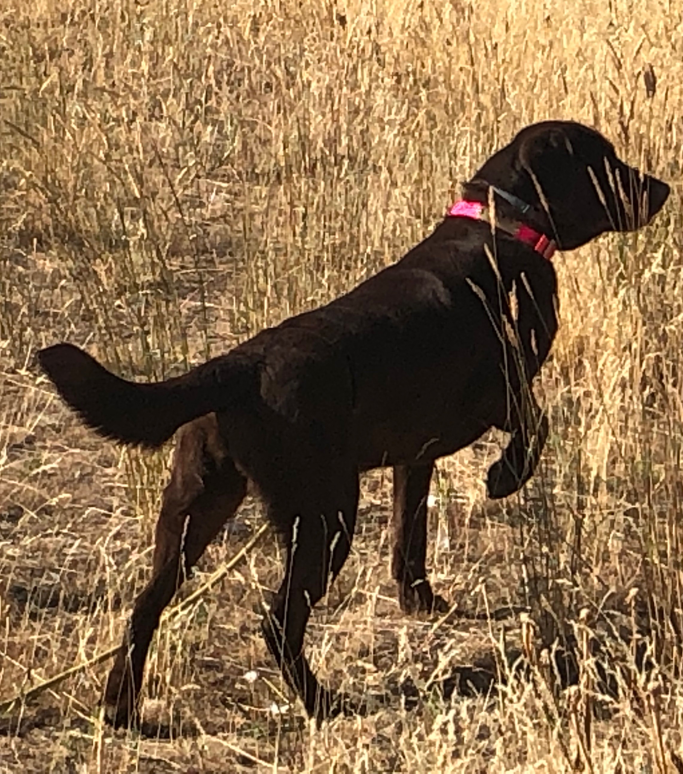 MPR Tiger Mtns Sure Shot Remington | Chocolate Labrador Retriver