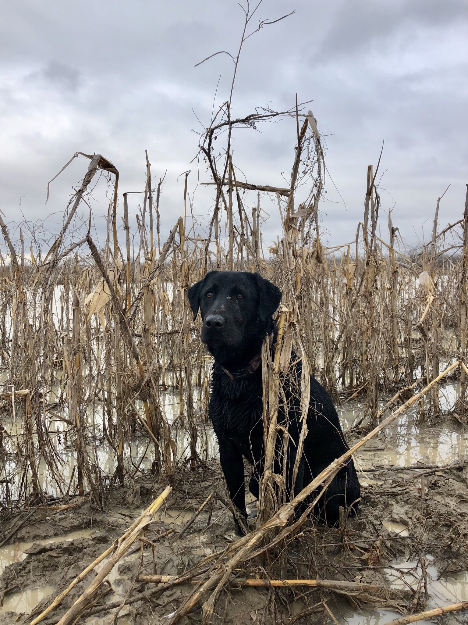 HRCH Ferguson Lakes River So Sublime MH | Black Labrador Retriver