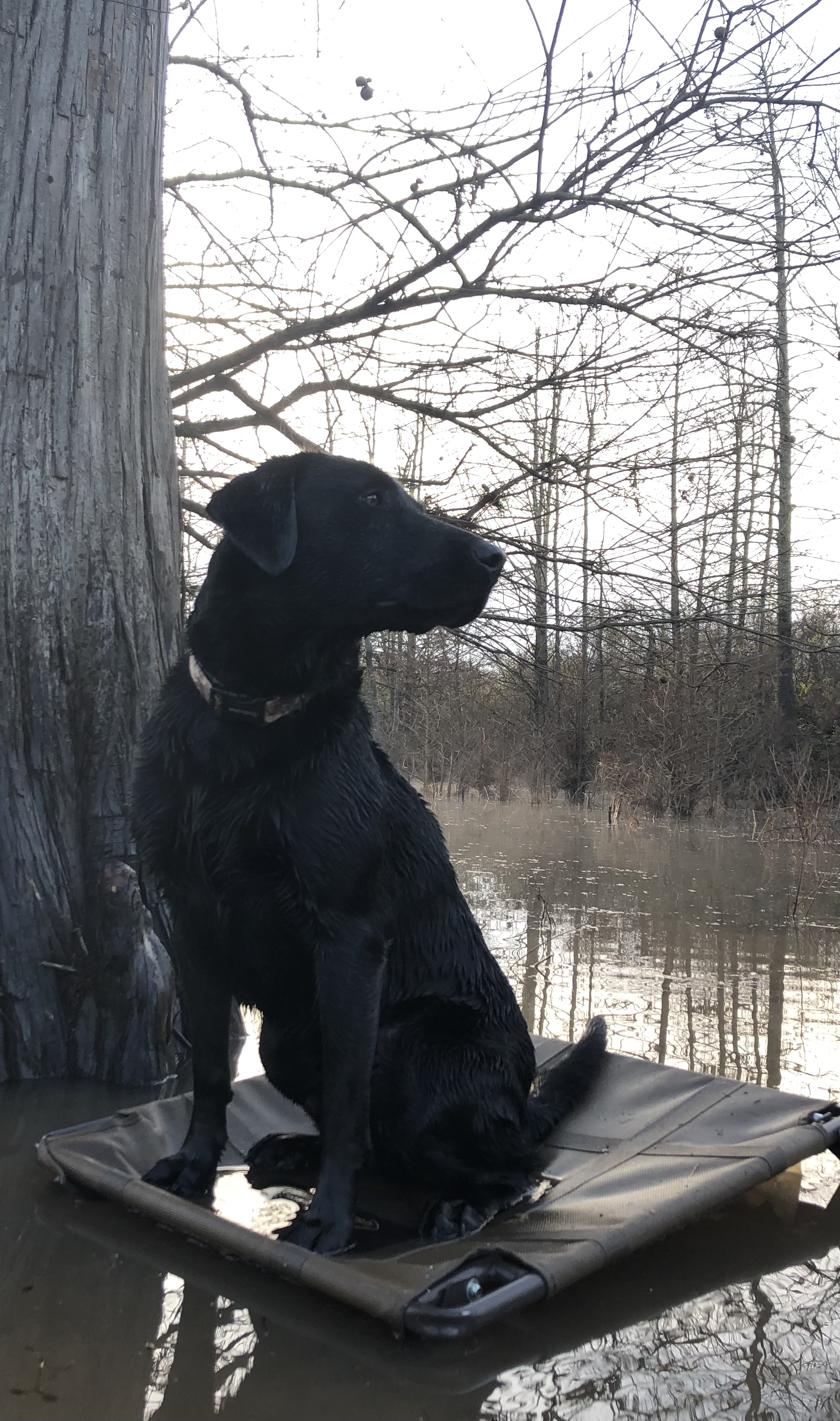 HRCH Ferguson Lakes River So Sublime MH | Black Labrador Retriver