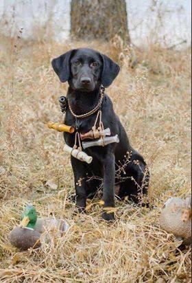 Hopes Journey Avery CGC | Black Labrador Retriver