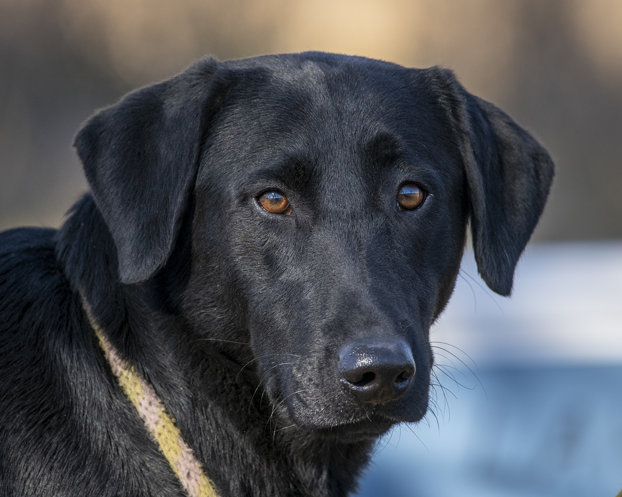 HRCH Colaparchee Bump In The Night MH | Black Labrador Retriver