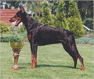 Gravin Wanda v. Neerlands Stam (NHSB 1628877) | Black Doberman Pinscher