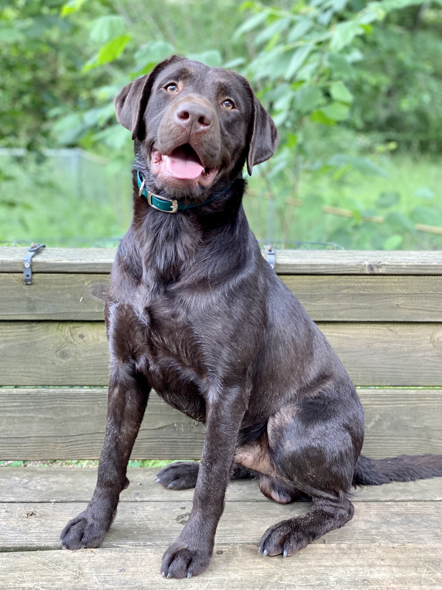 Wyld Wood’s Nipn Cajun | Chocolate Labrador Retriver