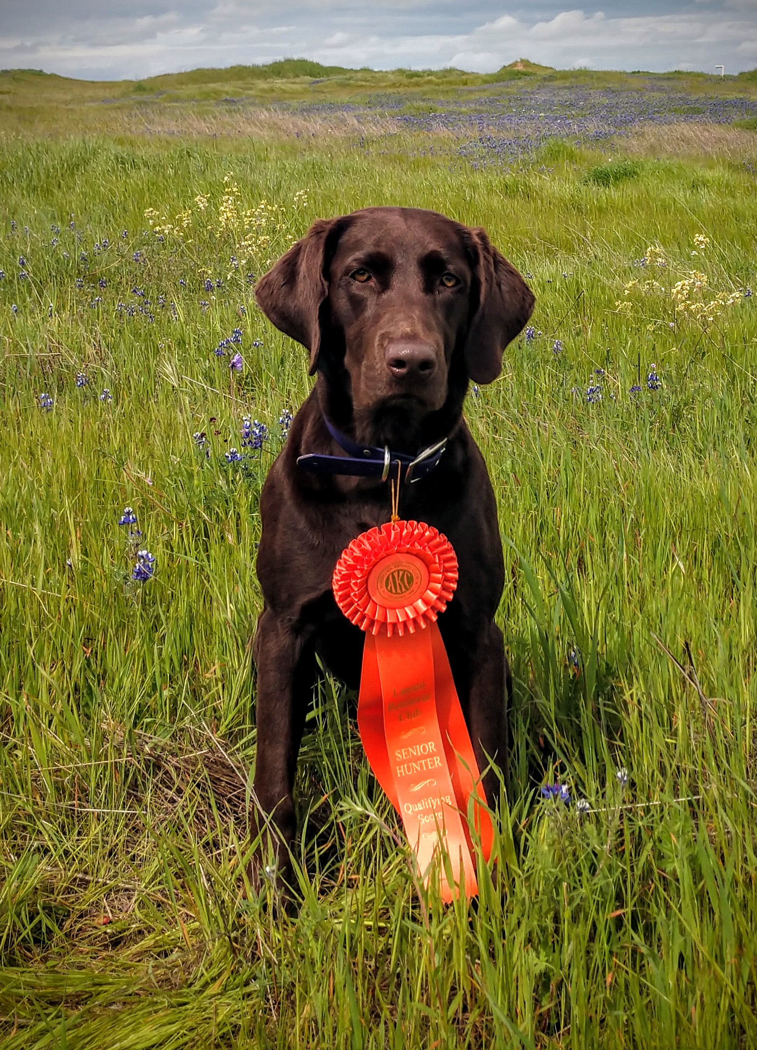 HR Crawford's GPK Mississippi Mudbug SH | Chocolate Labrador Retriver