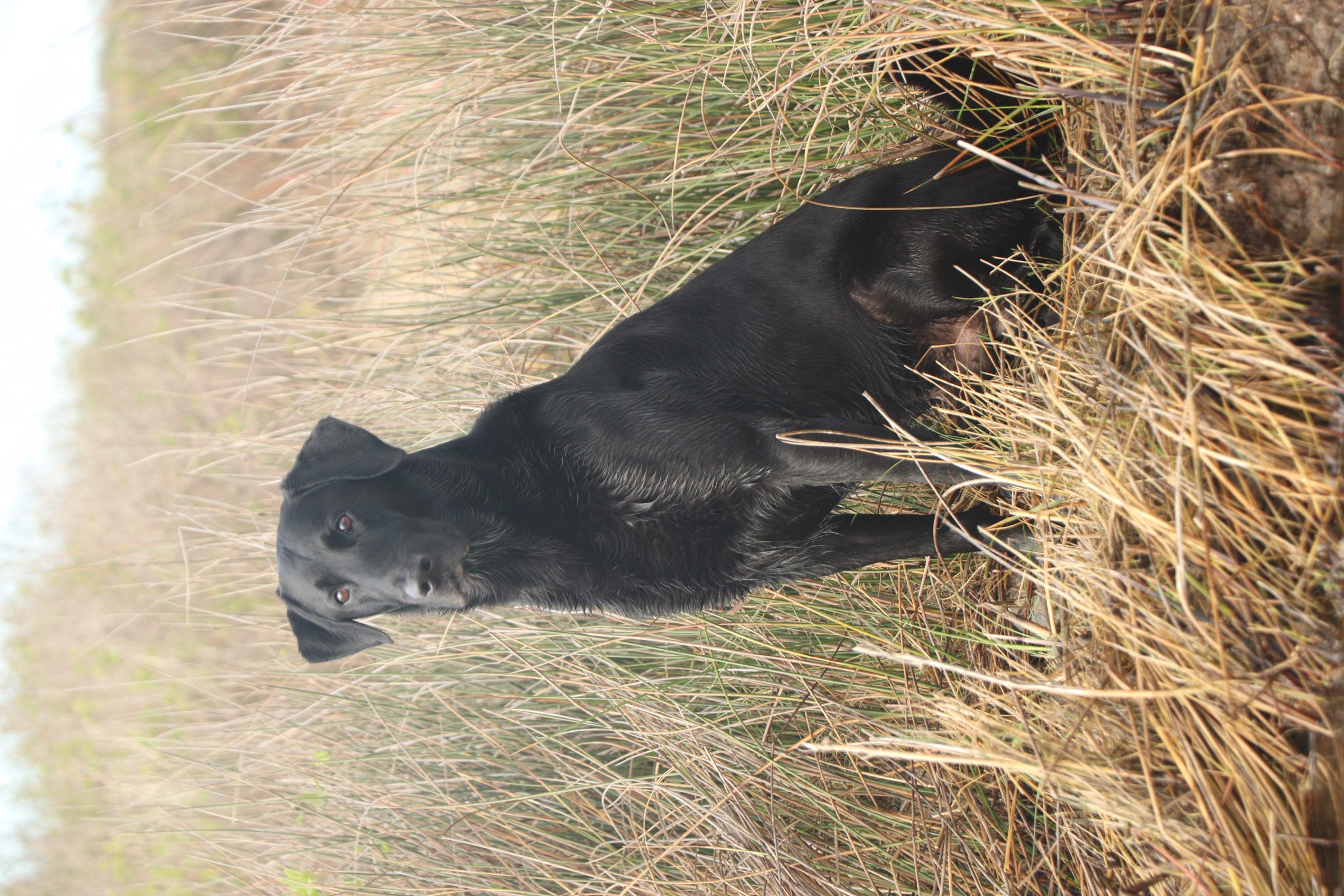 HRCH H-town Reggie's Lean Candy Blue Lac MH | Black Labrador Retriver