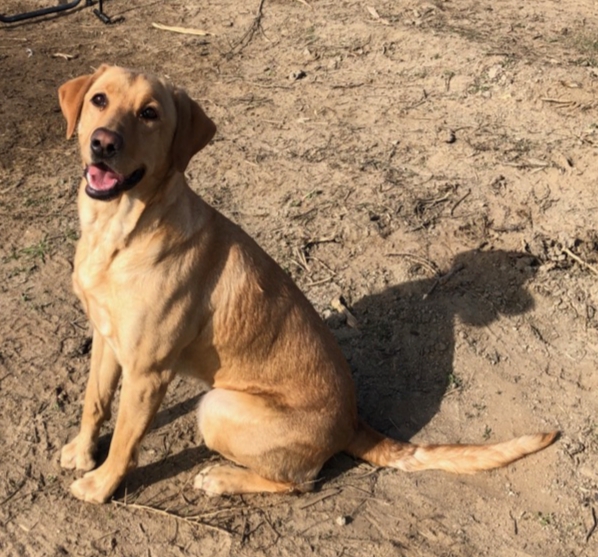 Sunrise Acres Finn To Win | Yellow Labrador Retriver