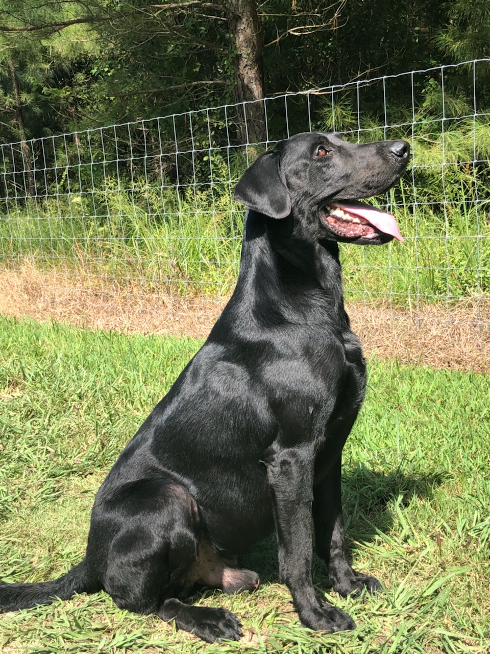 HRCH Patton's Blackwater Peterbilt MH13 QAA | Black Labrador Retriver