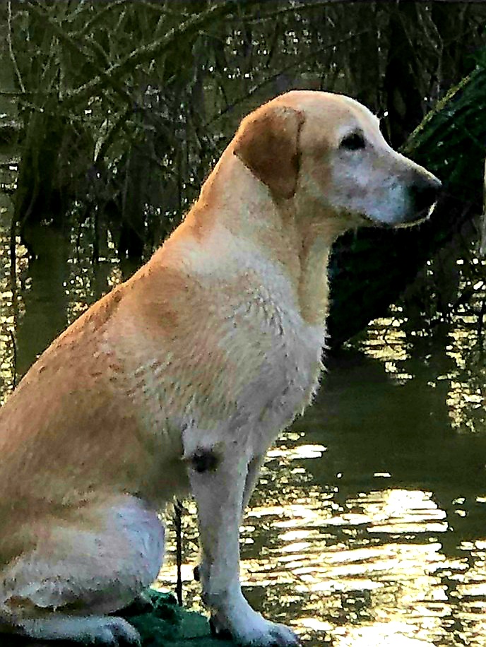 HRCH Stonegate's Rudy The Third MH QAA | Yellow Labrador Retriver