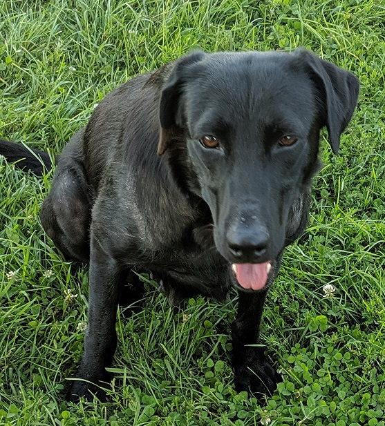 FRGD Tinkering With Performance | Black Labrador Retriver