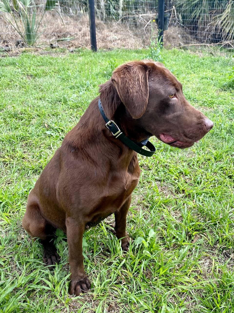 Wyld Wood's Carbon Barracuda Trinket DN | Chocolate Labrador Retriver