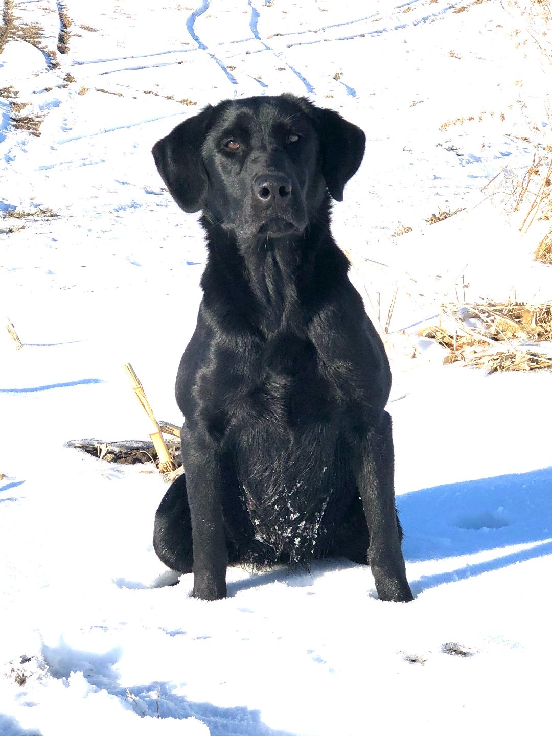 HR Lincoln Creek's Rockin' The Boat | Black Labrador Retriver