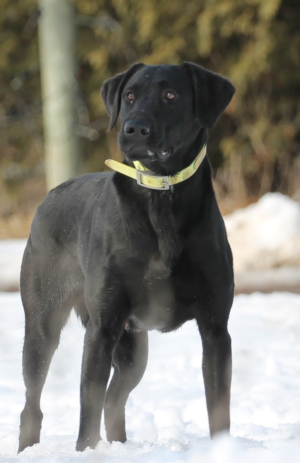 Red Hots Rogue Ranger | Black Labrador Retriver