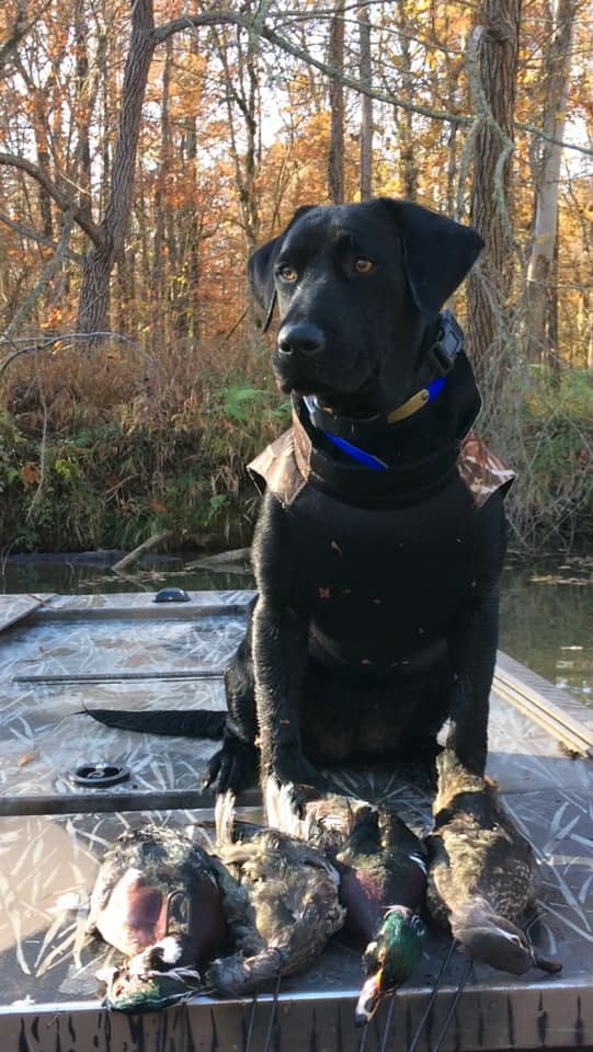 Windchester Starring Down The Barrel TKN | Black Labrador Retriver