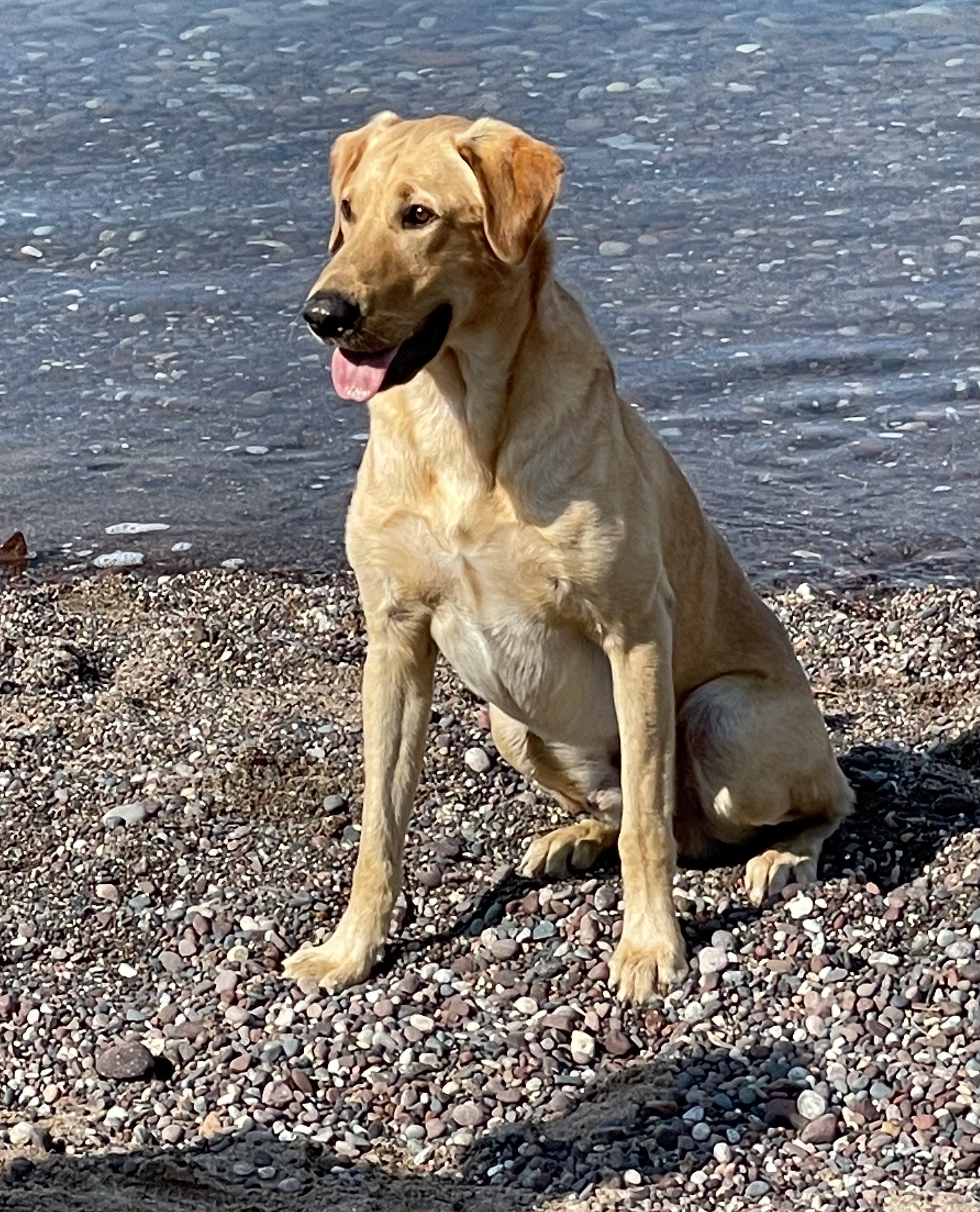 HRCH Hardcore’s Sharp Dressed Man | Yellow Labrador Retriver