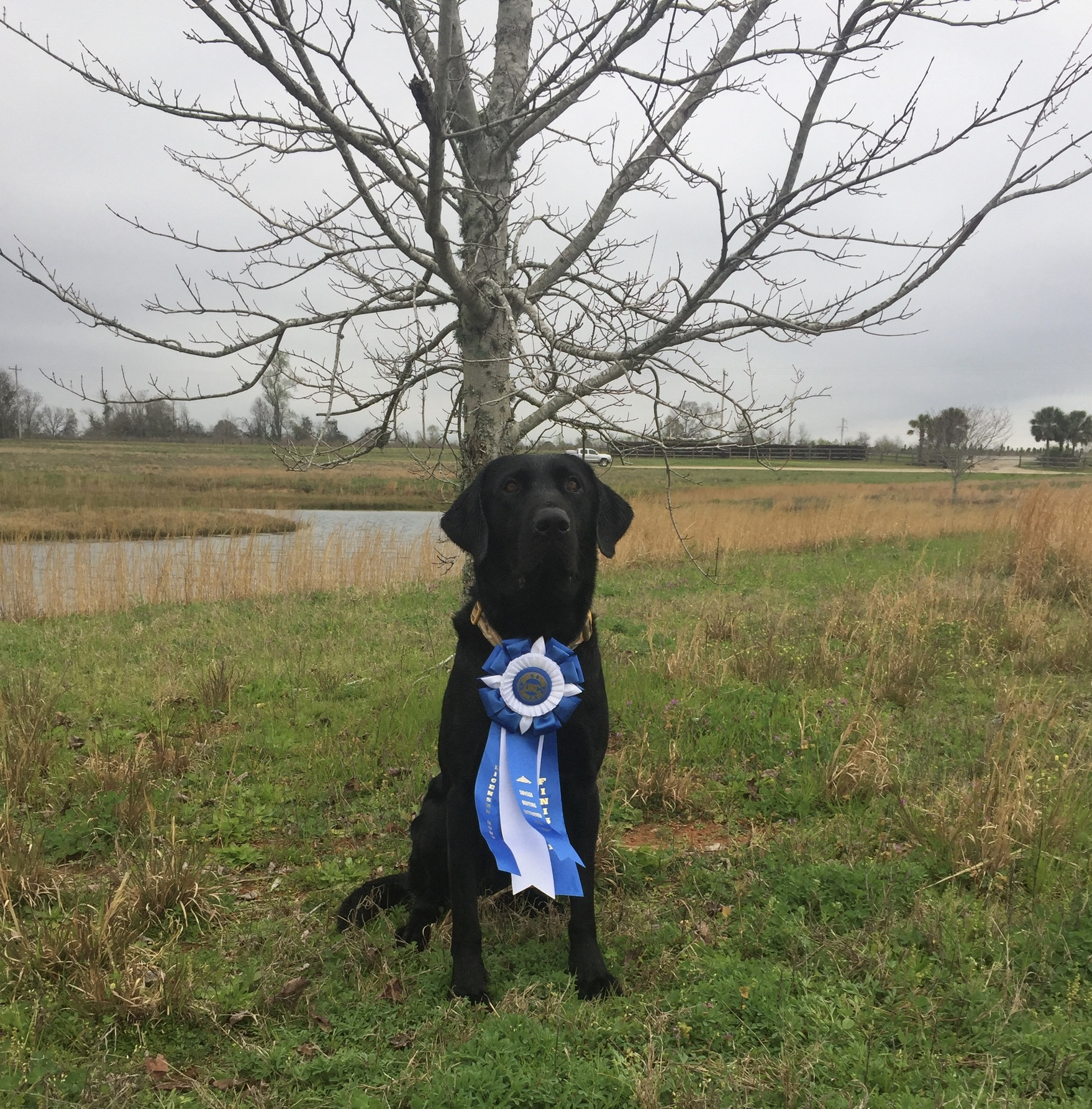 HRCH Turner's Big Black Chief In Charge CGC, ITD | Black Labrador Retriver