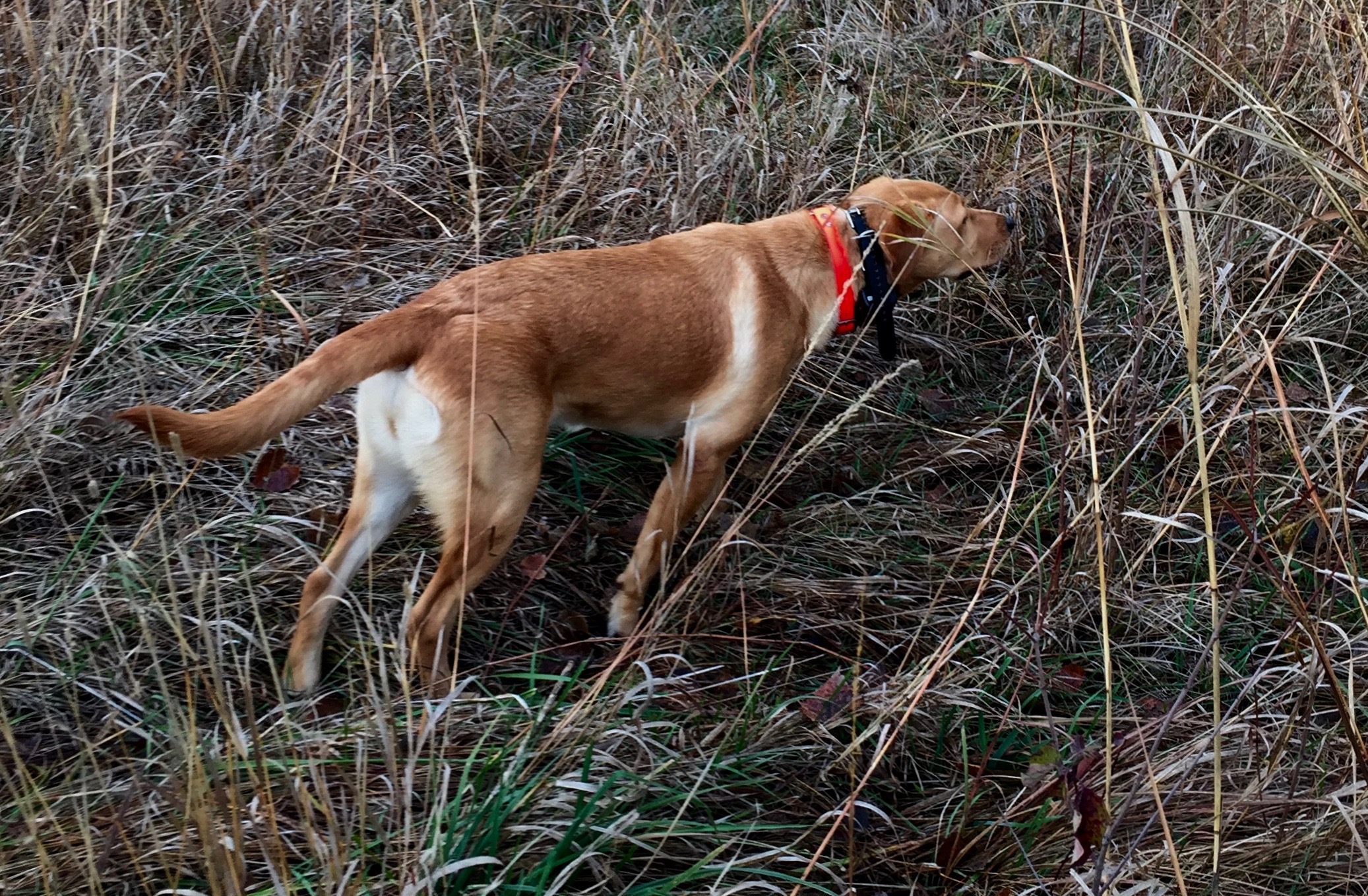 Kelsey's Trial By Jury | Yellow Labrador Retriver