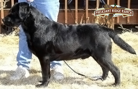 Int. Ch Simbathe's Just A Decoy | Black Labrador Retriver