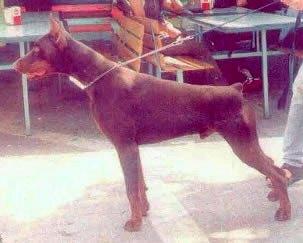 Prins Paris v.h. Wantij | Brown Doberman Pinscher