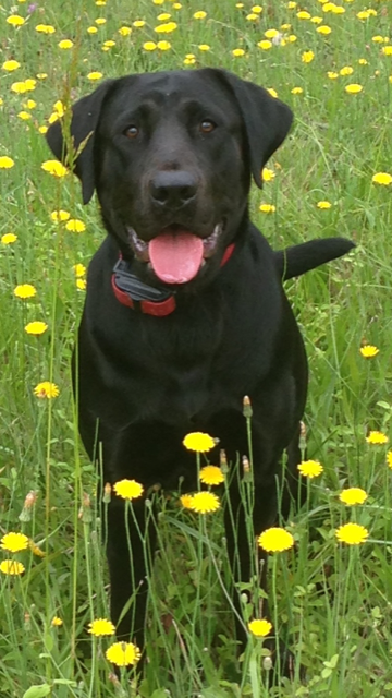 Man O Steel Ottis JH | Black Labrador Retriver