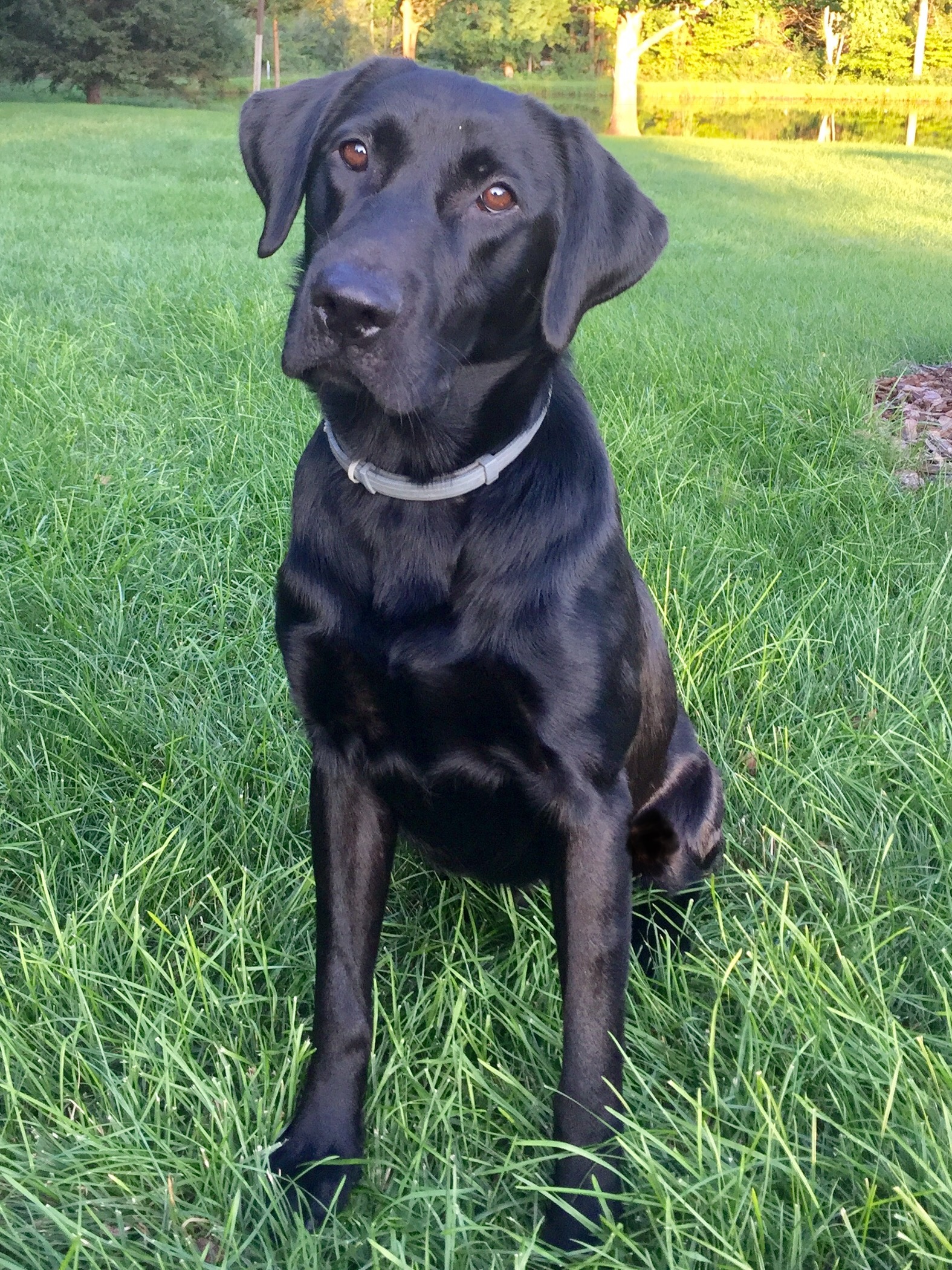 Jaybar Peak Performance | Black Labrador Retriver