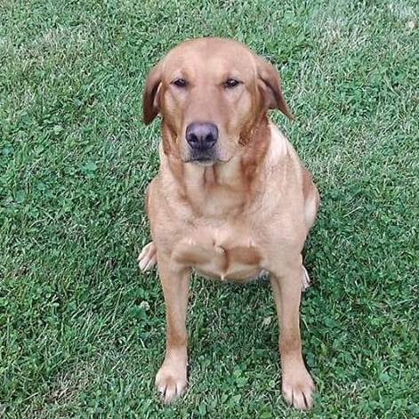 Romeo's Bonny Honey Of Barrs | Yellow Labrador Retriver