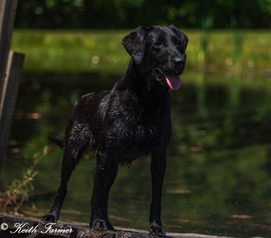 Peaks High Caliber MH QAA | Black Labrador Retriver