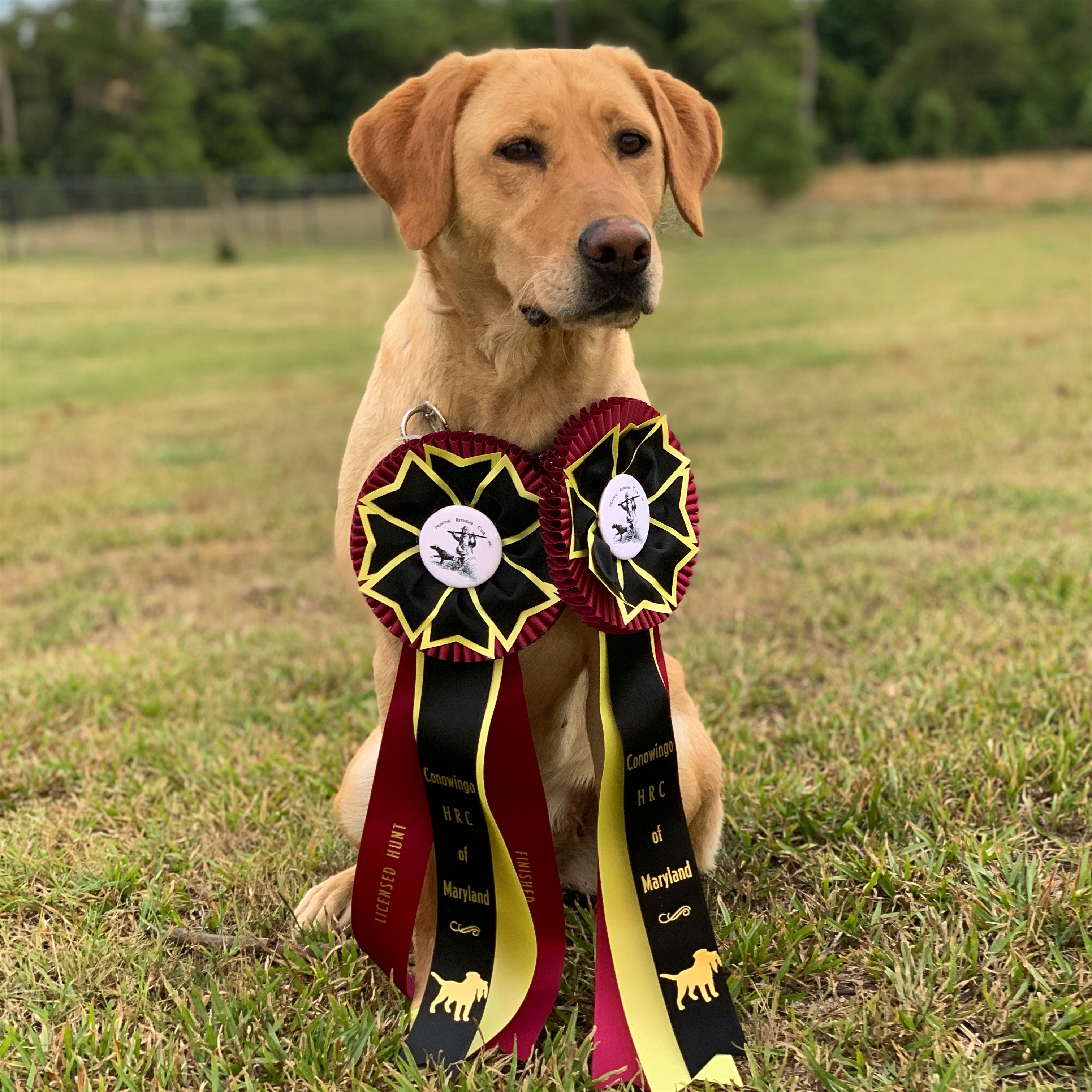 HRCH Snapper's Bluegrass Flame MH | Yellow Labrador Retriver