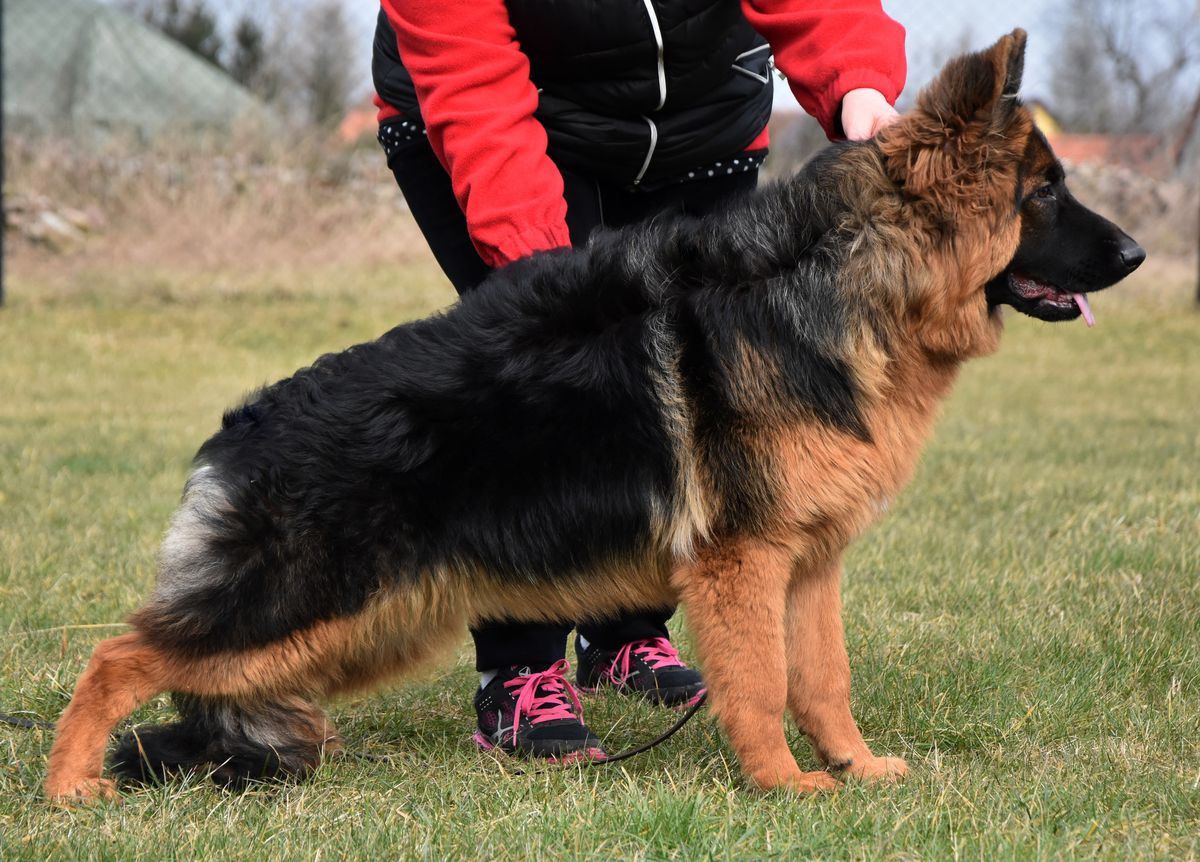 Gina Wolf Lake | German Shepherd Dog 