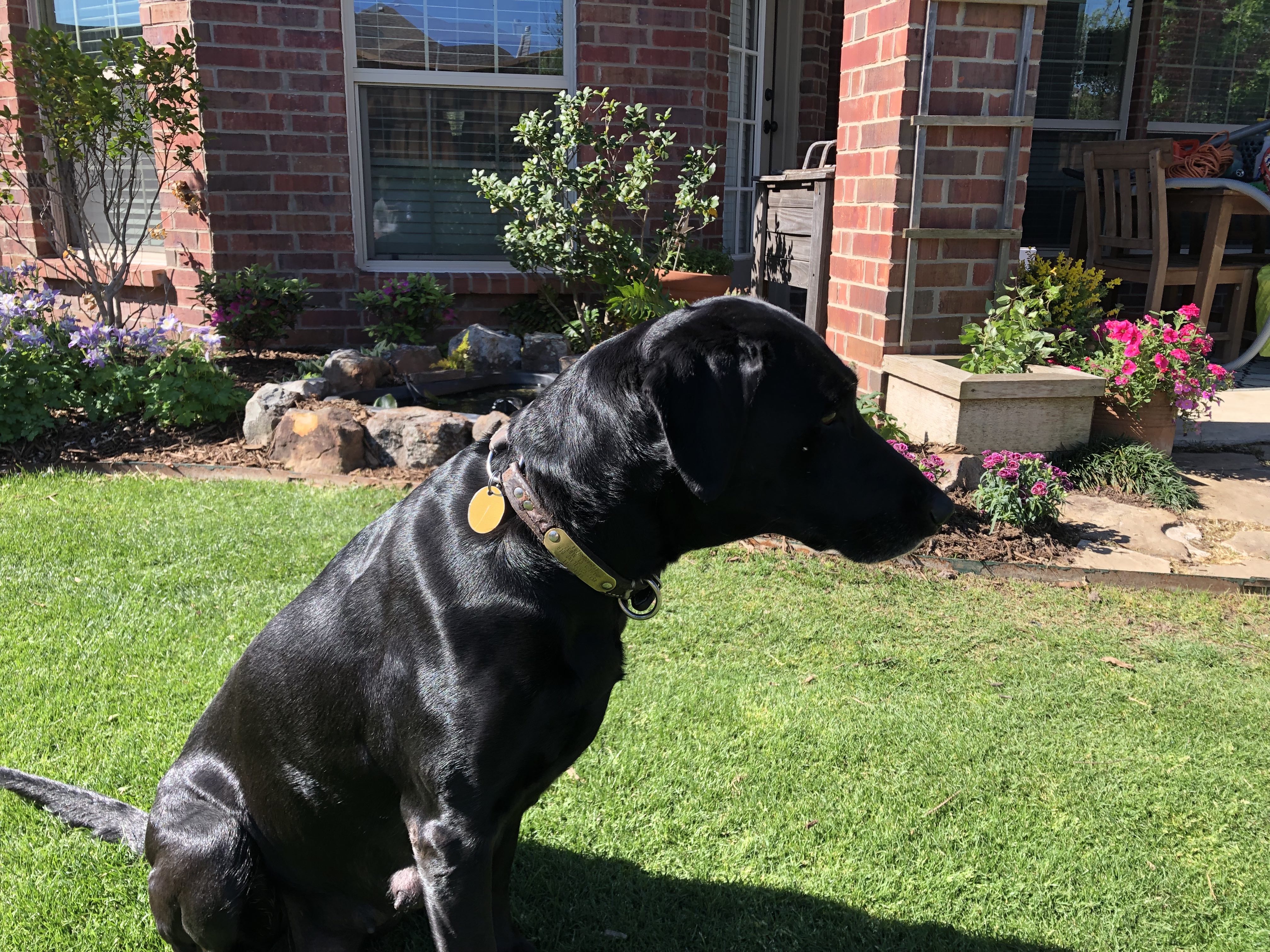 Tw's Raising Sadie Kane | Black Labrador Retriver