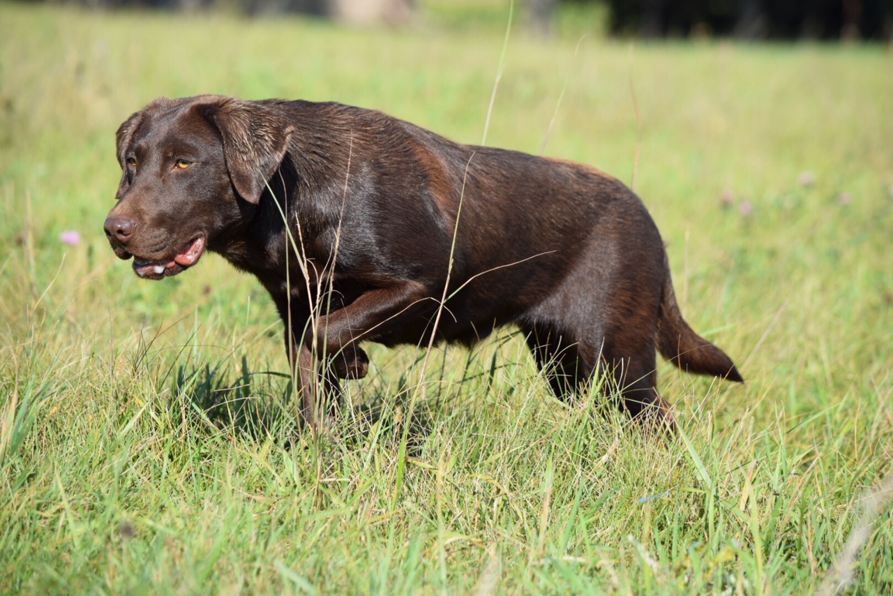 Dutchess Java Jo | Chocolate Labrador Retriver