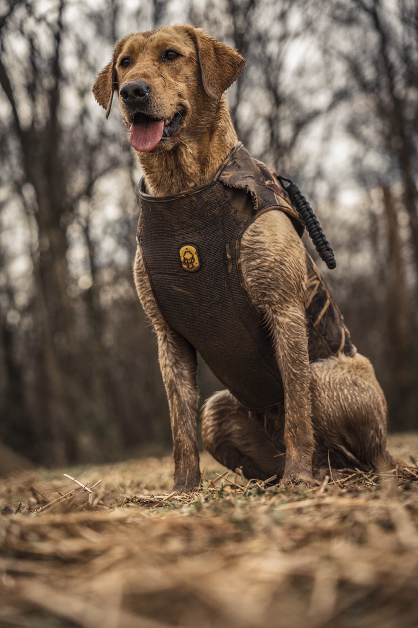 HRCH Macomos Missouri Sunrise | Yellow Labrador Retriver