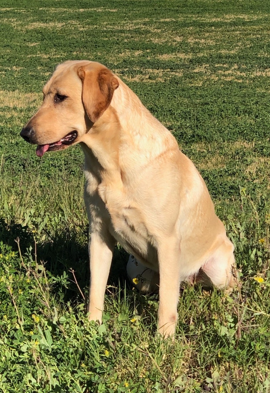 Justin Time Charmin | Yellow Labrador Retriver