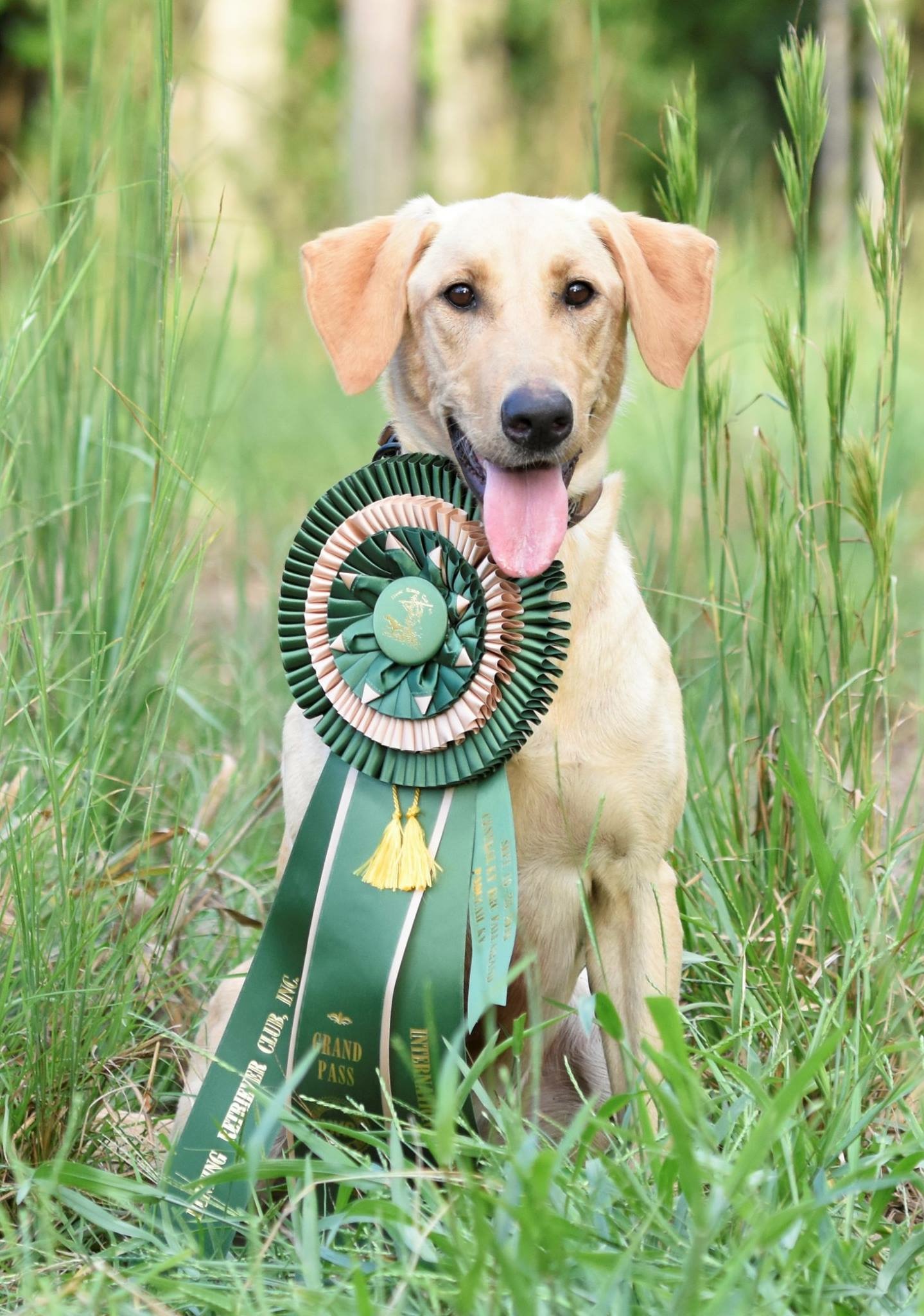 GRHRCH Devils Garden Dixie MH | Yellow Labrador Retriver