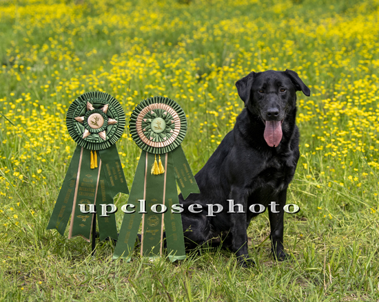 3X GRHRCH Blue Sky's Traveling Bunns MH | Black Labrador Retriver