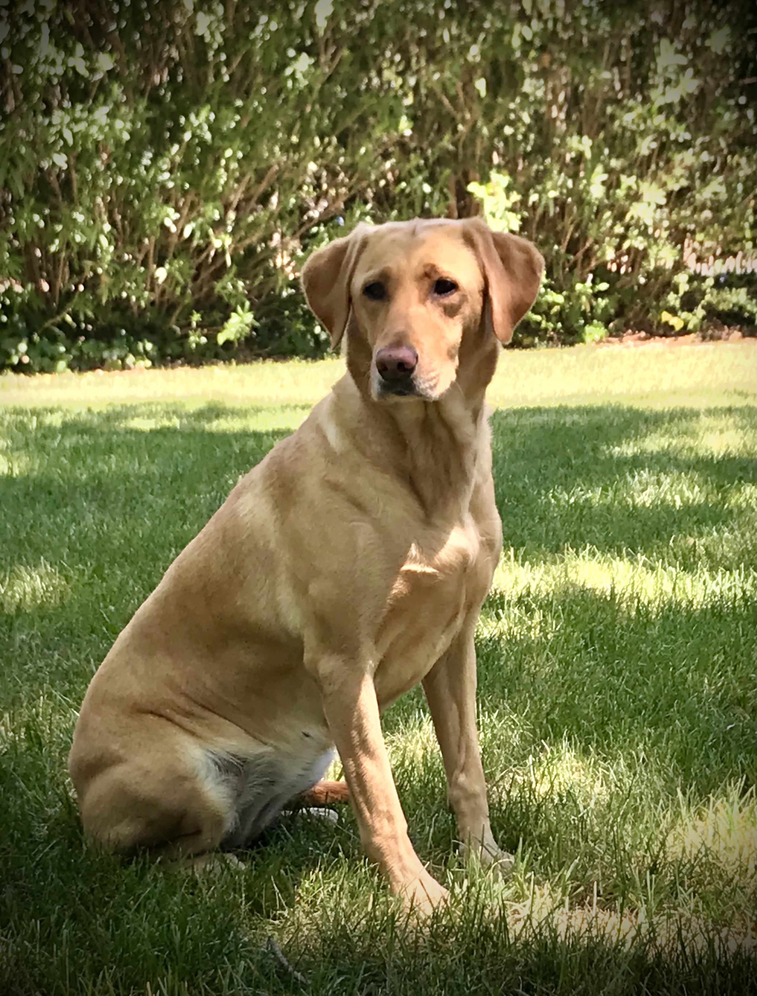 Working’s Sadie Rose JH | Yellow Labrador Retriver