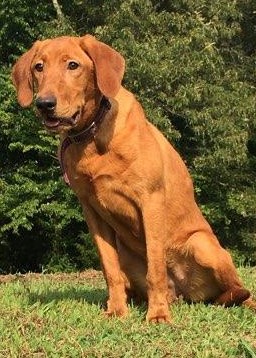 Black Ice's Crimson Tide | Yellow Labrador Retriver