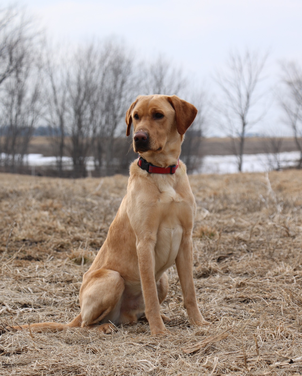 Gochee's Call Me Mister Independence | Yellow Labrador Retriver