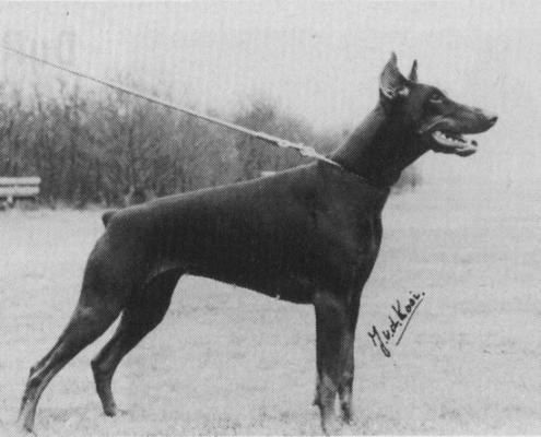 Jildau v. Frieslands Glorie (Jildo) | Brown Doberman Pinscher