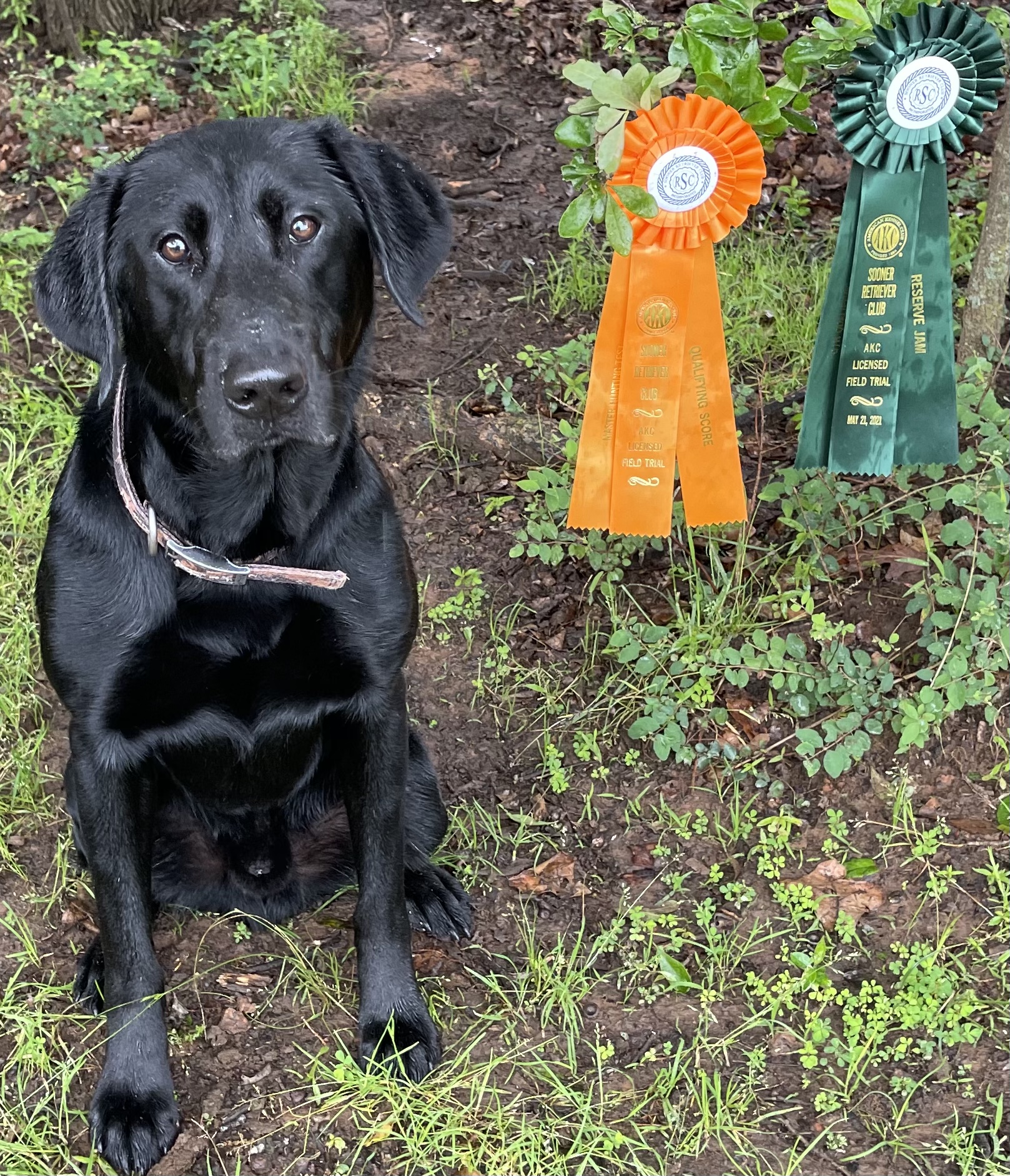 HRCH Grady’s Young Buck MH QAA | Black Labrador Retriver