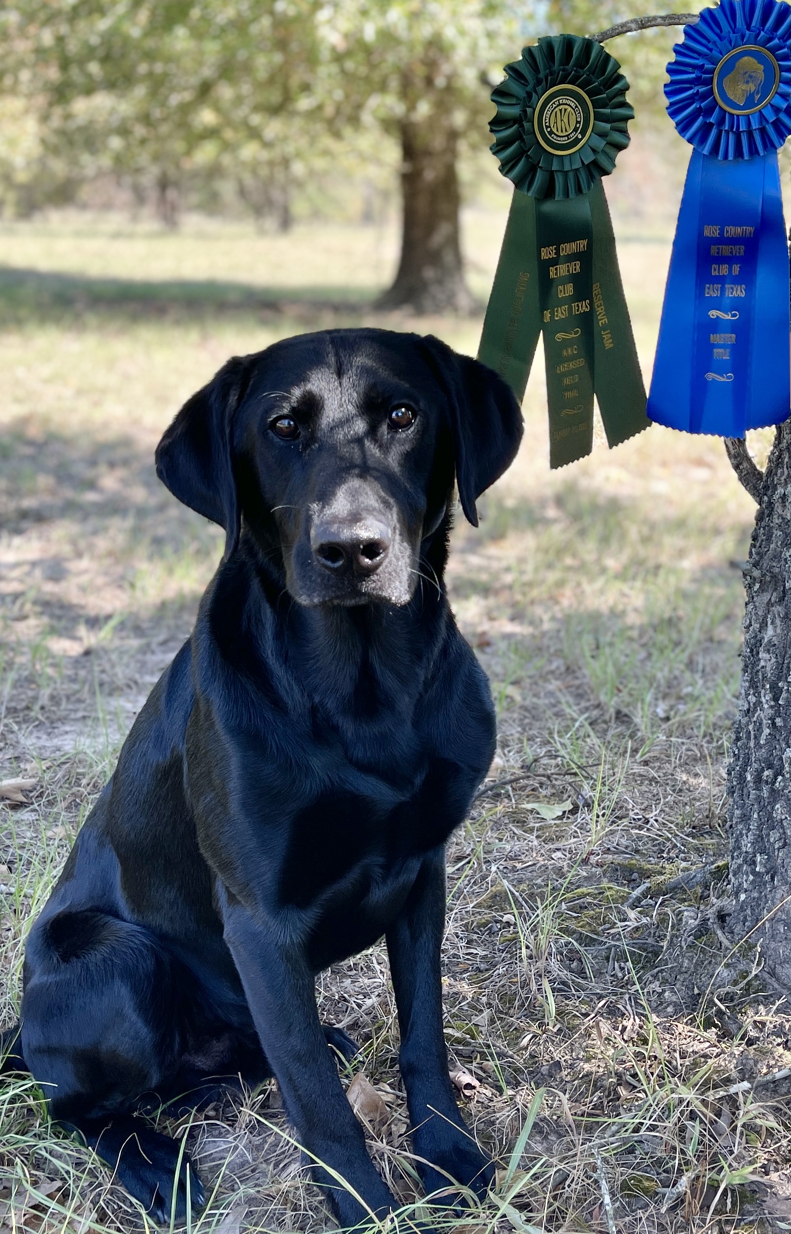 HRCH Grady’s Young Buck MH QAA | Black Labrador Retriver