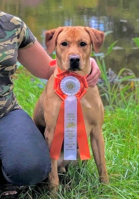 Semko's Wild Vortex Of The Water JH | Yellow Labrador Retriver