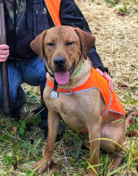 Semko's Zeus Rebel Brodhy Barnes | Yellow Labrador Retriver