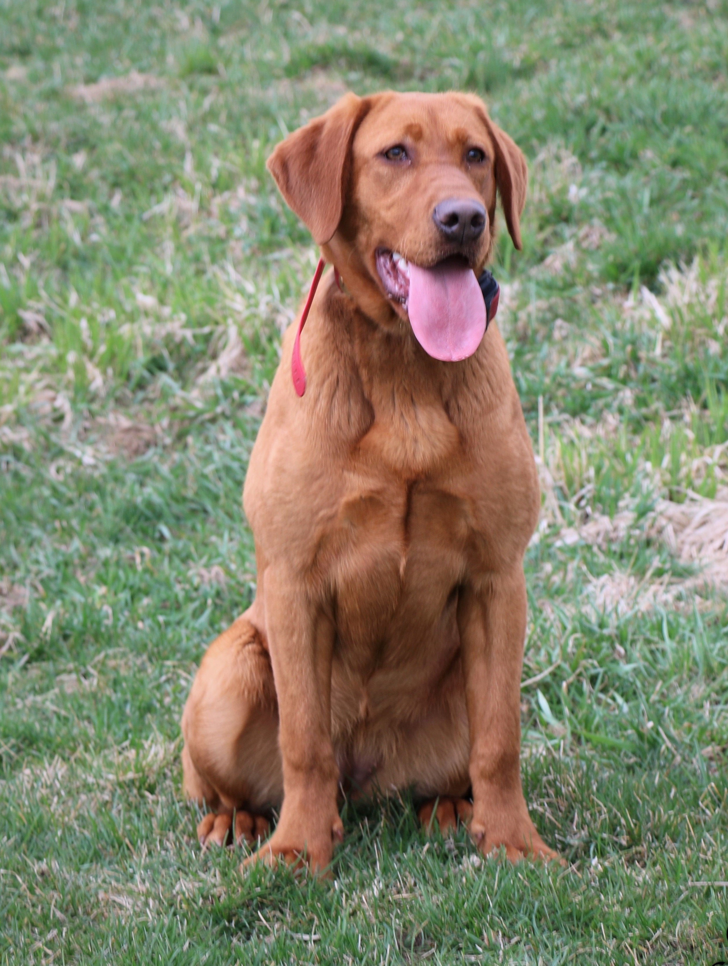 Gochee's Rapid Fire Ginger of Tango CGS DS STAR | Yellow Labrador Retriver