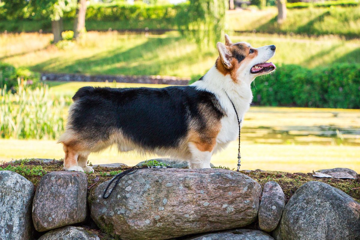 Mio Mare Dumbledore | Pembroke Welsh Corgi 