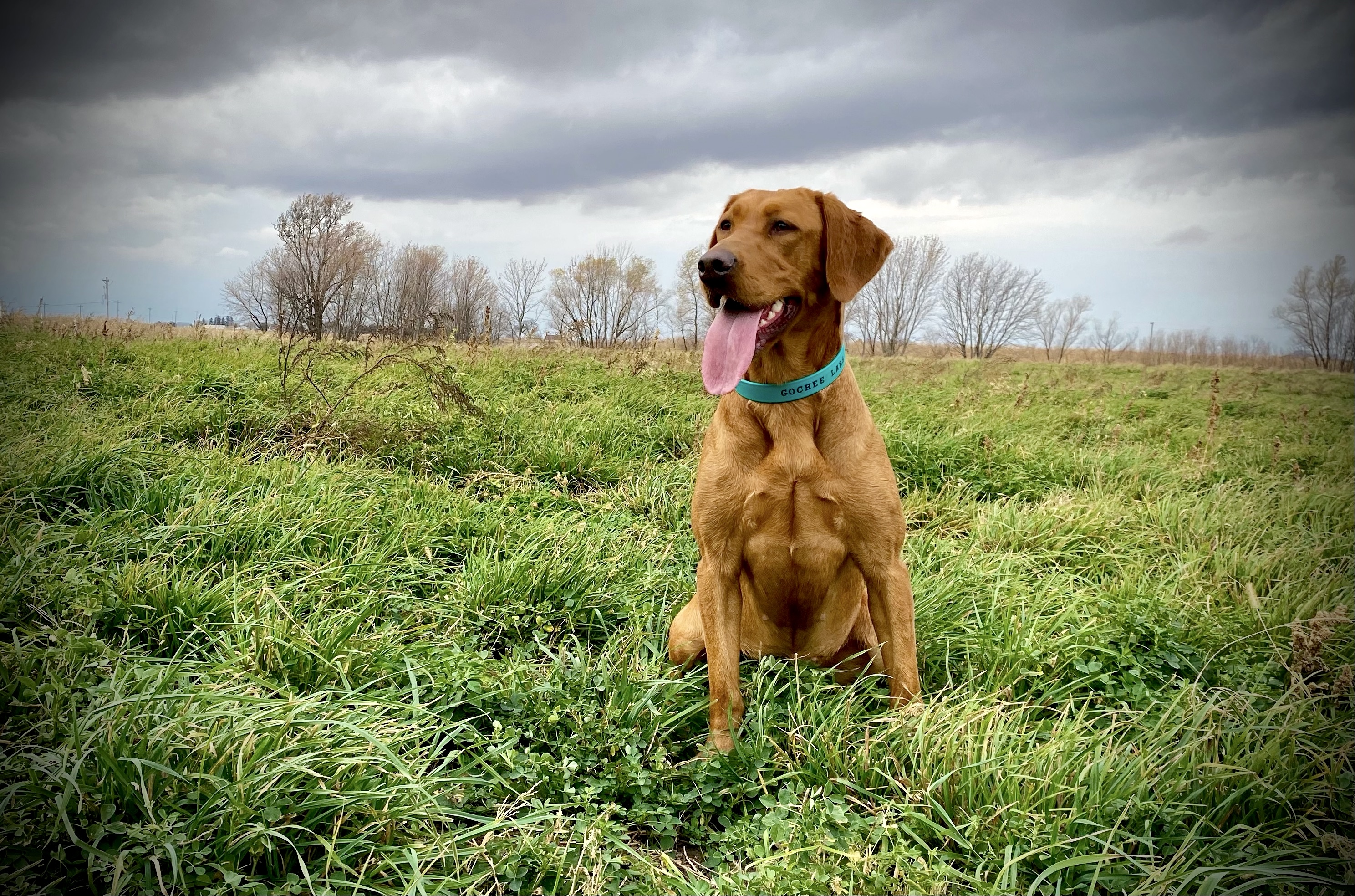 Gochee's Rapid Fire Ginger of Tango CGS DS STAR | Yellow Labrador Retriver