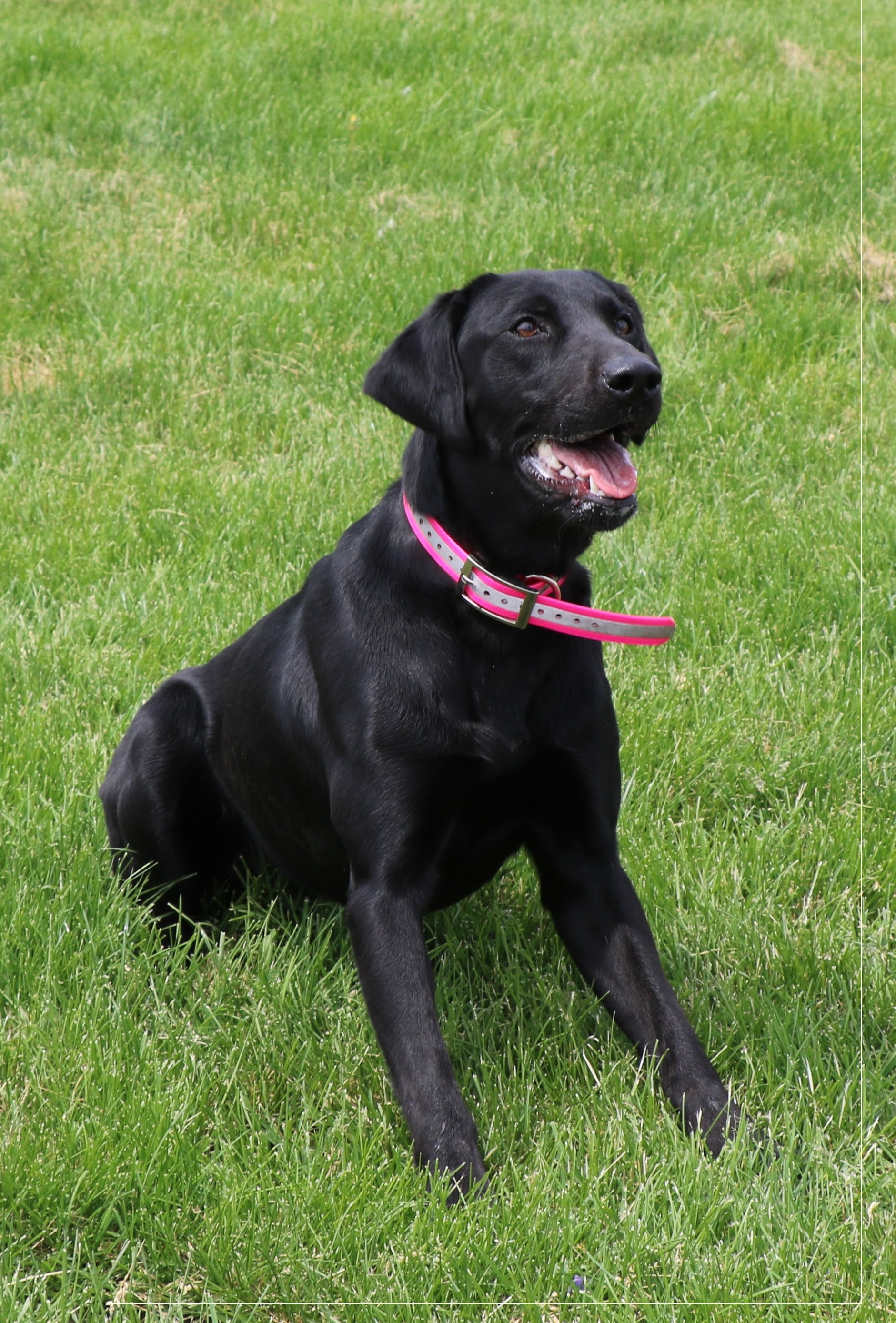 Gochee's Amazing Grace DS | Black Labrador Retriver
