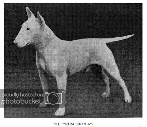 Num Skull | Bull Terrier 