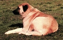 Agape Fayda | Anatolian Shepherd Dog 
